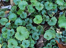 Check spelling or type a new query. 7 Edible Wild Plants In Your Backyard