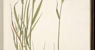Annual Rye Drawing Scientific Illustration Botanical Drawings Plant Illustration