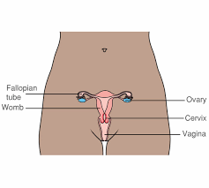 This quiz helps you decide wether to go to the doctor or just stay home. Fertility In Women Macmillan Cancer Support