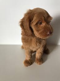 3 new movie trailers we're excited about Wavy Harmony Original Australian Labradoodle Hundezucht