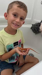 My son's first bearded dragon