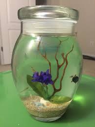 Hawaiian Red Shrimp And Snails Ecosphere Self Sustaining Ecosystem Water Terrarium Mini Aquarium Terrarium For Sale