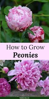 The peony flowers quickly flop to the ground. Best Flower Garden Near Me