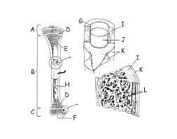 Long bone labeling worksheet answers. Label The Long Bone Quiz