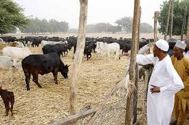 Matamela cyril ramaphosa is a south african politician serving as president of south africa since 2018 and president of the african national. Scooper 020 News See The Inside Of President Buhari S Farm And President Cyril Ramaphosa S Farm