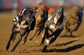 Get a greyhound that is right for you at greyhound pets of amarica charlston.com and. Greyhounds Cocaine People Are Giving Their Dogs Cocaine To Make Them Run Faster British Gq