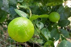 Oct 27, 2020 · carambola is rich in nutrition and having evident effective health. Fresh Green Limes On Lime Tree In Garden Focus A Lemon On Top Stock Photo Picture And Royalty Free Image Image 92362400