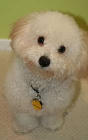 Bolognese Dog Wikipedia The Free Encyclopedia Bolognese Dog Dog Breeds Bichon Frise Dogs