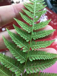 Image result for Macrothelypteris