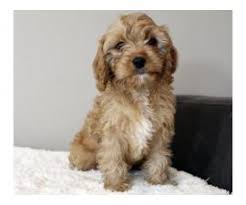 I've been raising beautiful cavapoos for many years and as my faithful puppy people know, i love not only a dog that is delightful on the inside, but a canine companion that is. Cavapoo Puppy For Sale By Ownercalifornia Puppies For Sale Near Me
