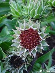Image result for Macledium zeyheri