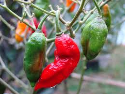 carolina reaper vs ghost pepper pepperscale showdown