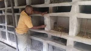 General Tips For Grasscutter Grasscutter Farmers Facebook