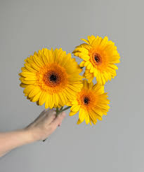 Image result for Gerbera