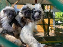 images?q=tbn:ANd9GcQLPewWaA6AJDuYl6Qqn7NYLNwPmuXMA09aEwxMkYqg6tUU3ZUD56RZ9EFQjJnWmSRYXG4&usqp=CAU