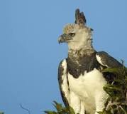 10 Fun Facts About the Harpy Eagle | Audubon