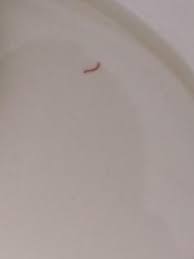 You can join us in taking action on this issue here. Worm In Toilet Could Be Bloodworm All About Worms