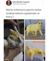 Pikachu Olmus Tipe Bak In 2020 Pikachu Instagram Photo