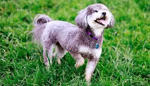 One or two short walks a day will make them happy. Schnoodle Dog Breeds Purina Australia