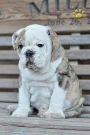 P I N T E R E ѕ T Diamondbabyd Fsℓℓsw Ts ѕyeye Msyaye Bulldog Puppies English Bulldog Puppies Cute Puppies