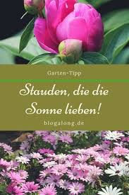 Hitzebestandige Pflanzen Die Die Sonne Lieben Stauden Pflanzen Pflanzen Garten Pflanzen
