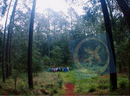 Entre los meses de junio y agosto, en tlaxcala, es posible apreciar un espectáculo de luz y magia, gracias a las luciérnagas o bichos de luz son una especie de la familia de los lampíridos que se. Conoce El Bosque De Las Luciernagas En Tlaxcala Viajabonito