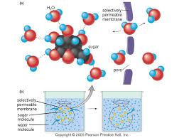Such cooperative interactions between the membrane and its encapsulated contents could greatly simplify the transition from simple replicating molecules to true cells. Chapter 4 Cell Membrane Structure And Function Ppt Download