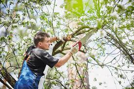 Unsere gartenexpertin erklärt, welche pflanzen sie schneiden können und welche grundregeln sie beim baumschnitt beachten. Sagen Fur Den Baumschnitt
