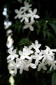 Jasmine Makes A Great Fragrant Plant To Gift In 2021 Fragrant Plant Plants Jasmine Flower