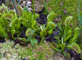 How To Grow Venus Flytrap Better Homes Gardens