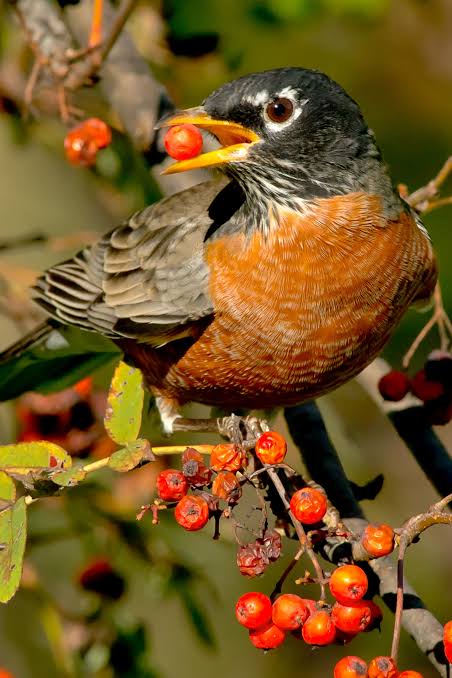 American Robin - American Bird Conservancy