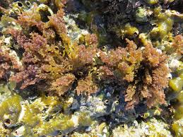 Image result for Isoglossa laxiflora