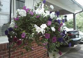 Jun 01, 2010 · you will probably need to water the hanging baskets every day. Planting Petunias In Hanging Baskets Cascading Petunia Care
