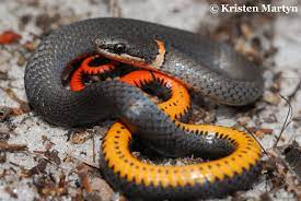 Melanistic Alp Viper Vipera Aspis Atra Serpent Snake Viper Melanistic