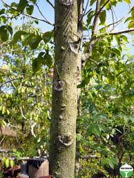 Image result for Schizolobium parahyba