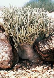 Image result for Adenia zambesiensis