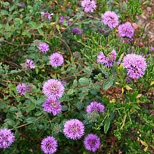 Image result for Landolphia villosa