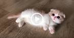 Scottish Fold Munchkins - What are Scottish Fold Munchkins ...