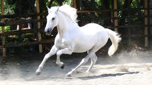 We offer an extraordinary number of hd images that will instantly freshen up your smartphone or computer. Hd White Horse Wallpapers Wallpaper Cave