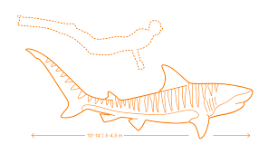 The tiger shark, also called galeocerdo cuvier in the scientific community, is the only member of the galeocerdo genus. Tiger Shark Dimensions Drawings Dimensions Com