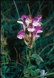 Scutellaria Alpina Flower Best Flower Wallpaper