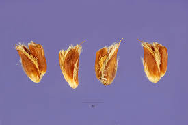 Image result for Eustachys paspaloides