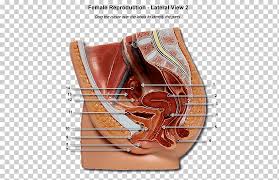 Live free or dump hard. Female Reproductive System Human Body Uterus Gestation Parts Of The Female Reproductive System Leather Human Anatomy Png Klipartz