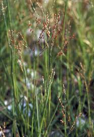 Image result for Panicum repentellum