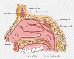 The respiratory tract begins with the nose which includes the external nose, internal nasal cavities and paranasal sinuses. Anatomy Of The Human Nose Anatomy Of The Human Nose Bone Sinus Nose Angle Hand Png Pngegg