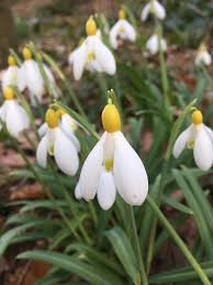 We are sorry that we are no longer able to accept orders from northern ireland or outside the uk. Galanthus Primrose Warburg Primrose Plants Flowers