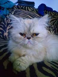 Kucing ini merupakan ras dari kucing domestik berbulu panjang serta memiliki karakter wajah yang bulat dan. Kucing Persia Flatnose Betina Perlengkapan Hewan Aksesoris Hewan Di Carousell
