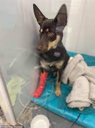 Check spelling or type a new query. Toffee The Australian Kelpie Puppy Miraculously Survives After She Jumped Out Of A Car Daily Mail Online