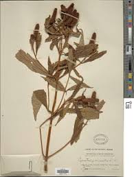 Image result for Pycnostachys coerulea