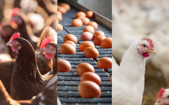 Poultry | Department of Primary Industries